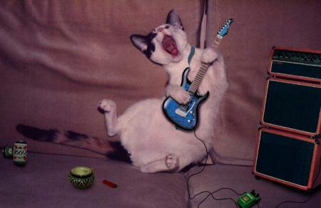 chat chanteur